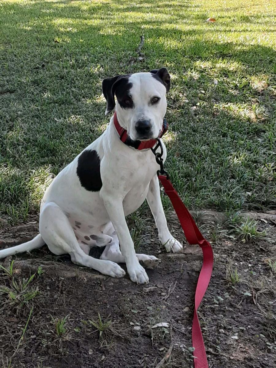 A black and white dog sitting on a lawn on a red leash, looking at the camera