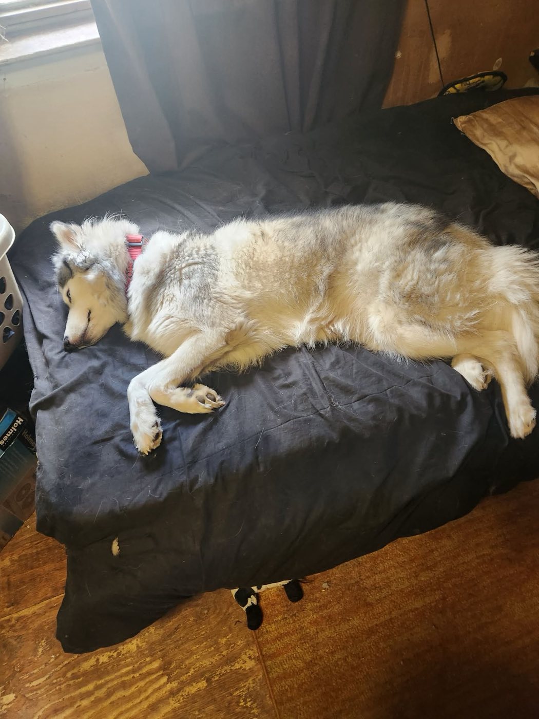 The husky asleep on a couch, coat clean and settled