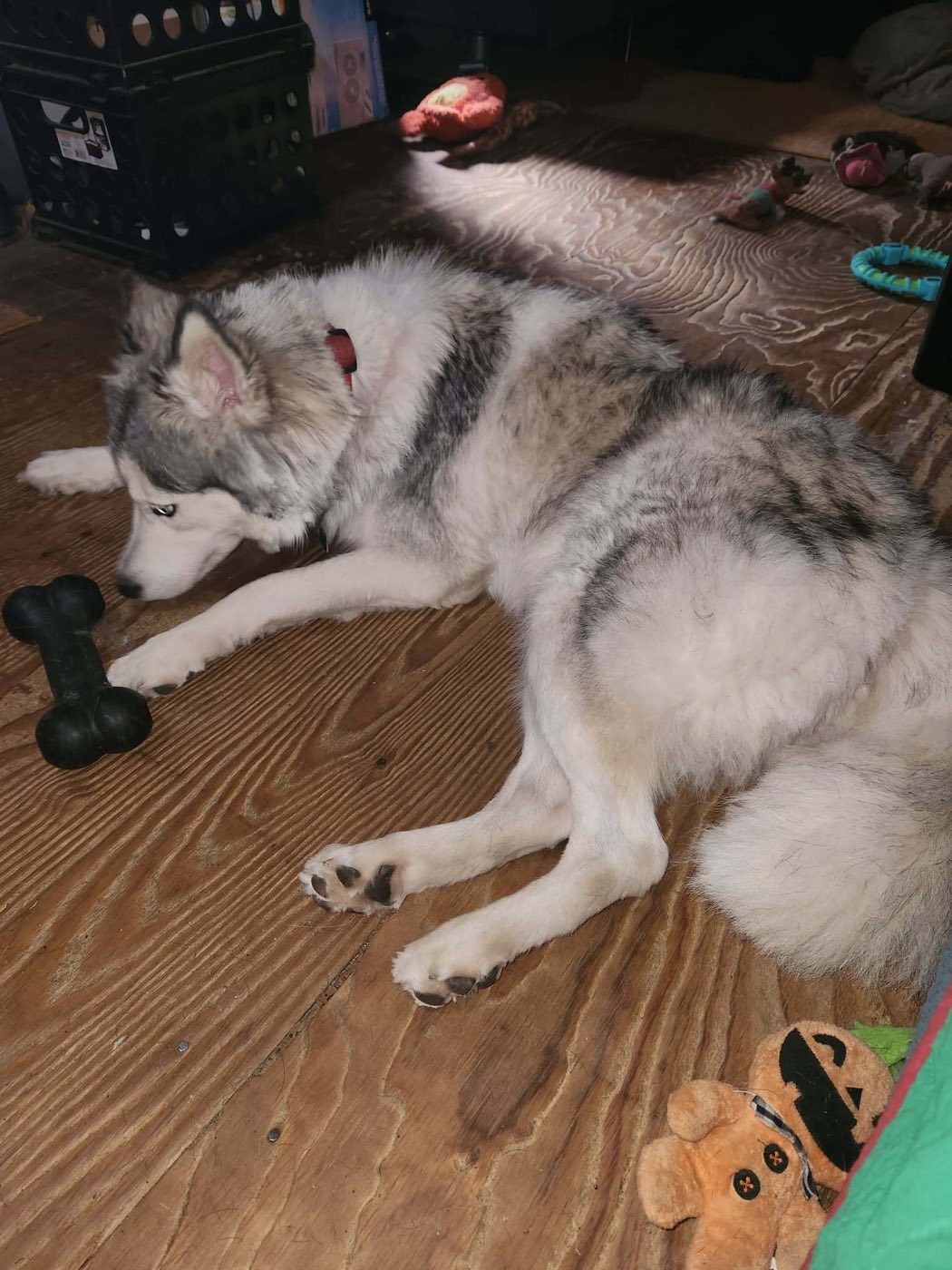 The husky lying on a wooden floor after her first groom, coat brushed out and tail visible as a distinct plume