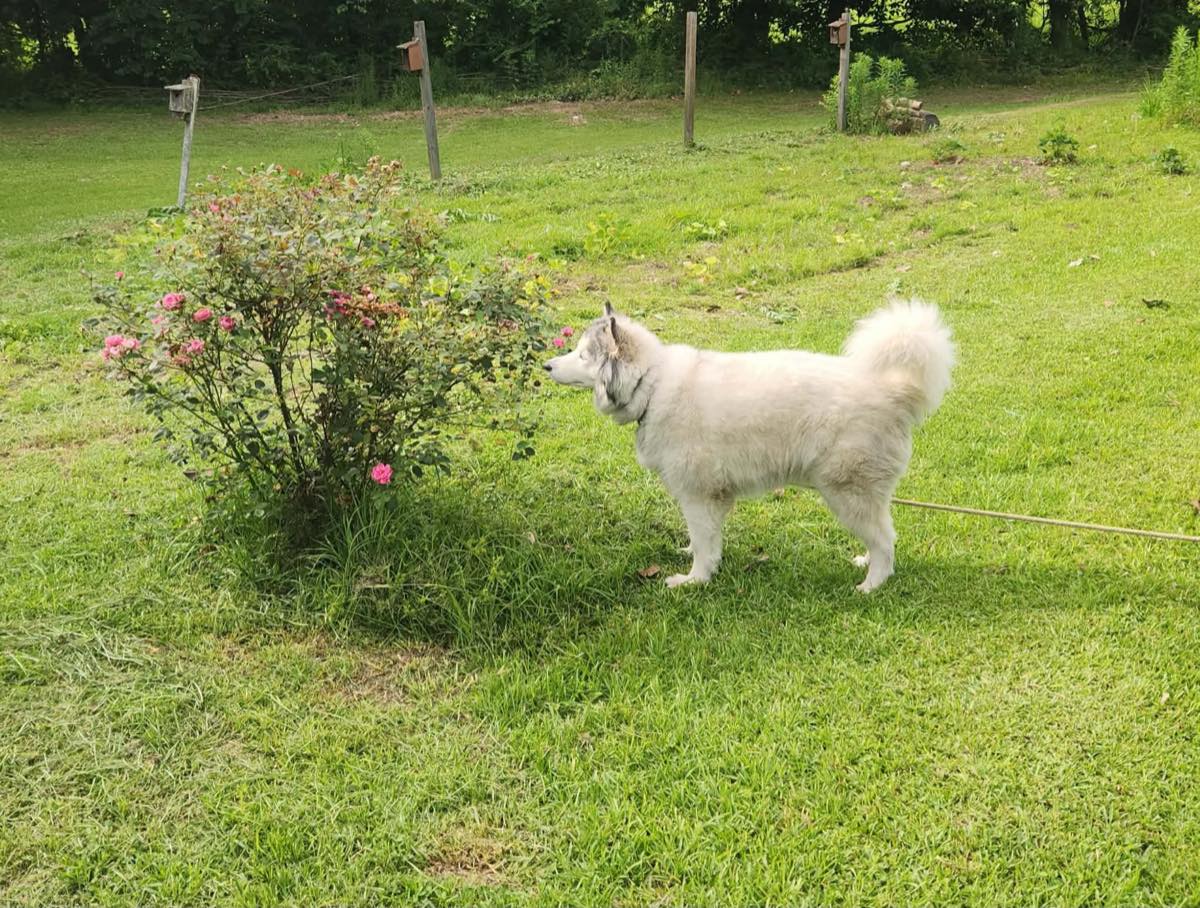 The husky standing on a lawn beside a rose bush, coat full, even and white, tail curled up over her back