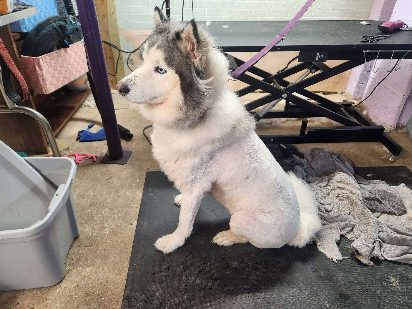 The husky sitting on a grooming mat with the finished lion cut, beside a large pile of removed coat