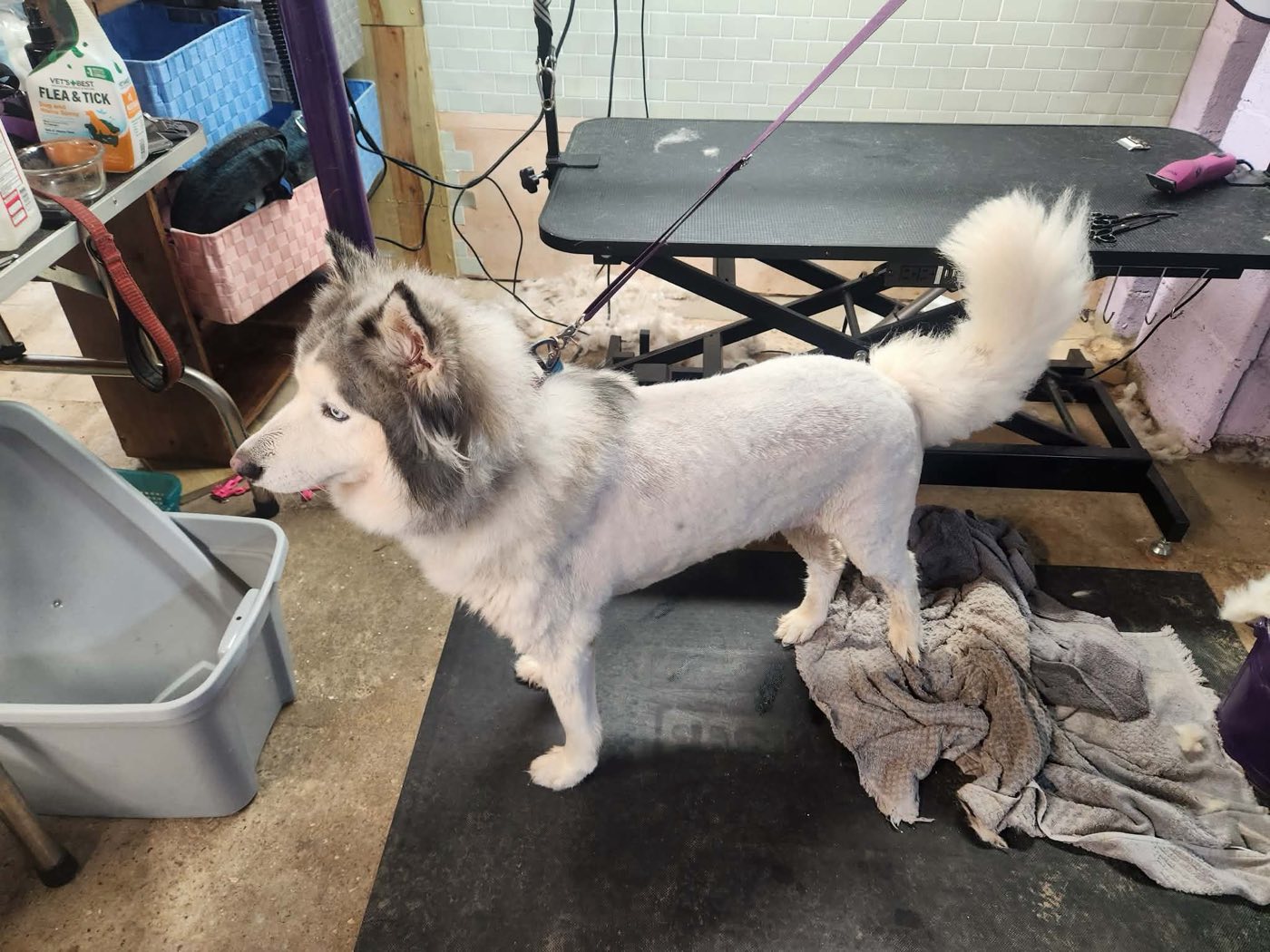 Side profile of the finished lion cut, short body, full ruff and full plumed tail