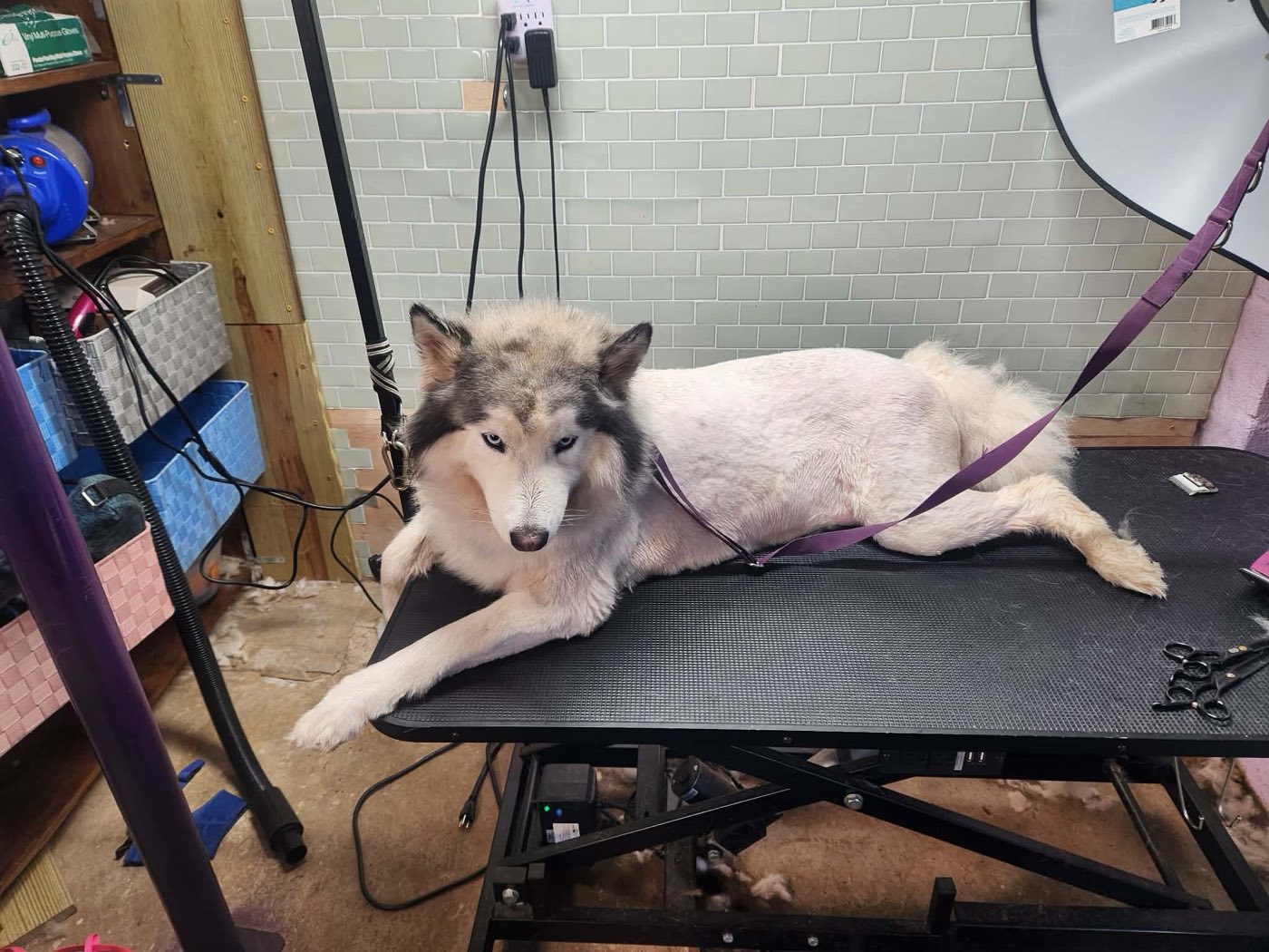 The husky lying on a grooming table, body clipped short, head and ruff left long