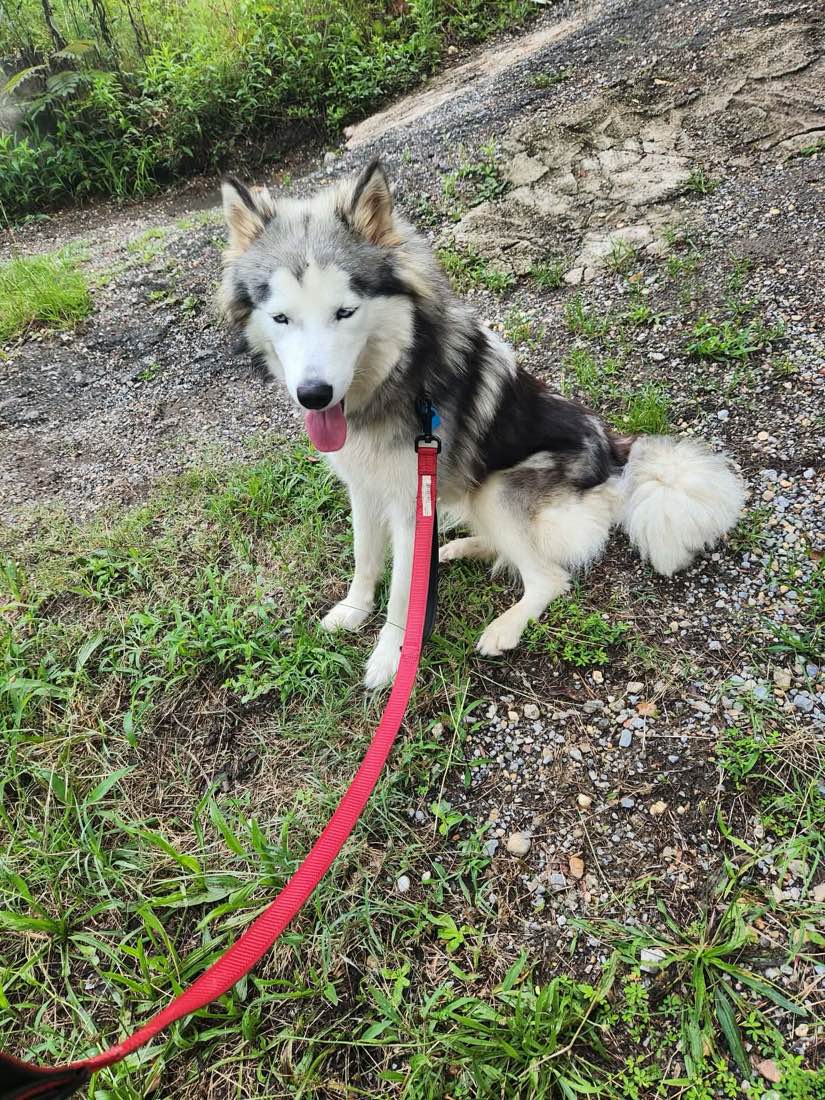 The same husky sitting outdoors on a red leash, thick unkempt coat, tail still hanging low