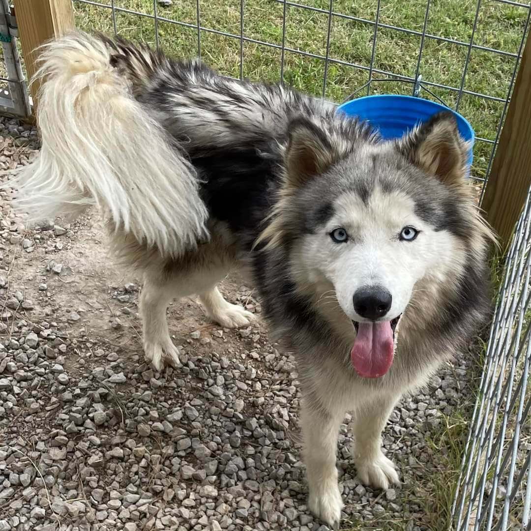 A young husky standing in a shelter pen, coat heavy and matted, tail hanging straight down