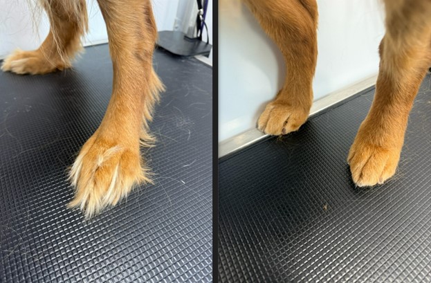 Close-up before and after of a golden dog's front feet: long tufts of hair between the toes on the left, neatly trimmed round feet on the right