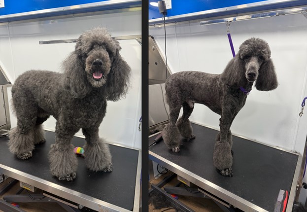 Before and after of a standard poodle: a full, fluffy coat on the left, a clipped body with rounded leg pompoms on the right