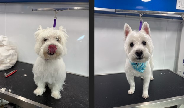 Before and after of a West Highland White Terrier: an untidy white coat on the left, a neat, rounded Westie trim on the right