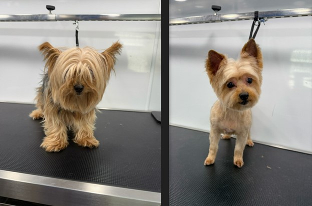 Before and after of a Yorkshire Terrier on a grooming table: long, shaggy coat over the eyes on the left, a short tidy trim with clear eyes on the right